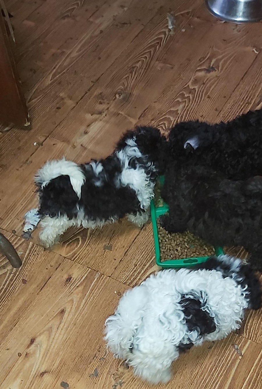 pudel caniche pitic