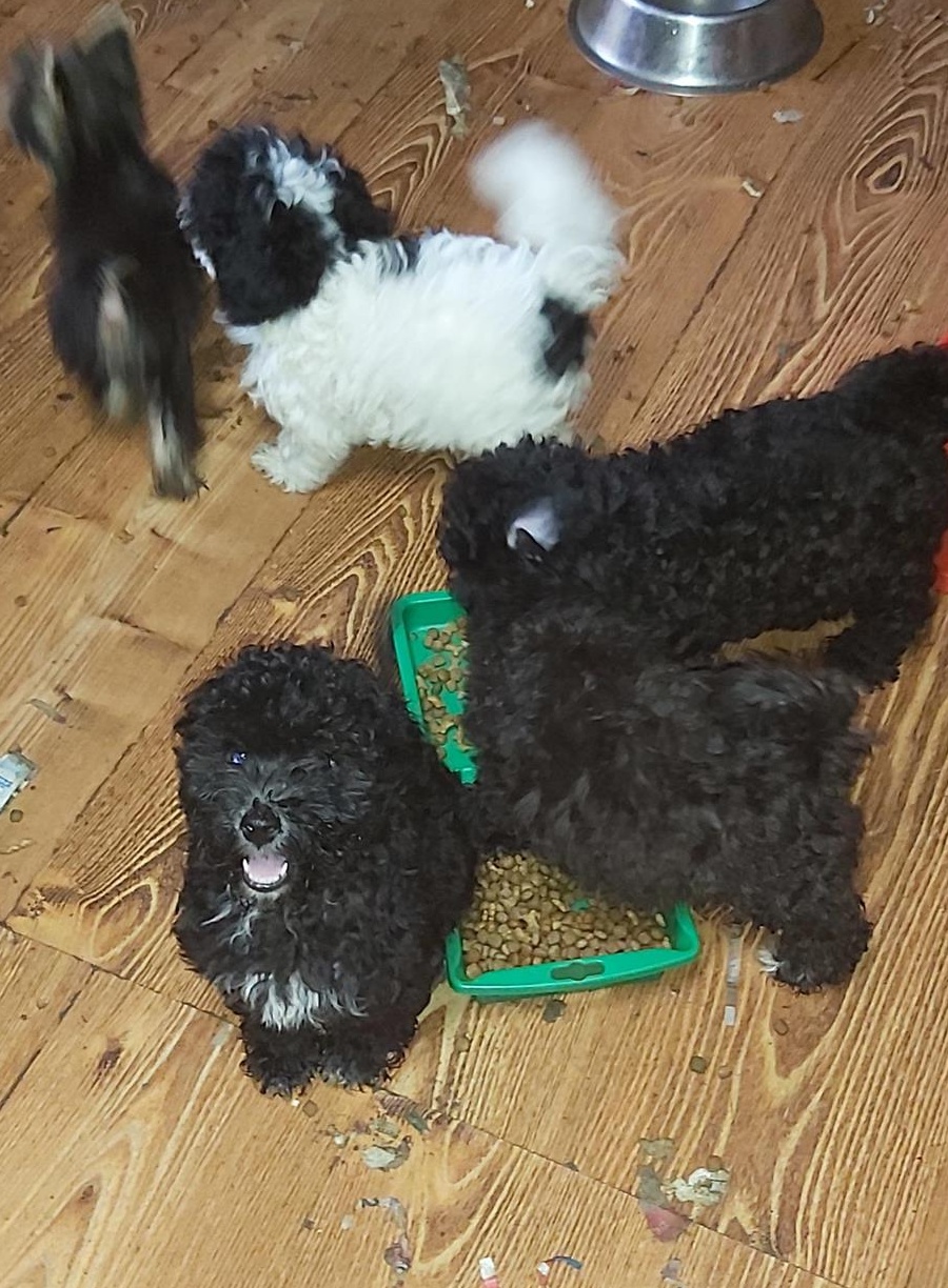 pudel caniche pitic