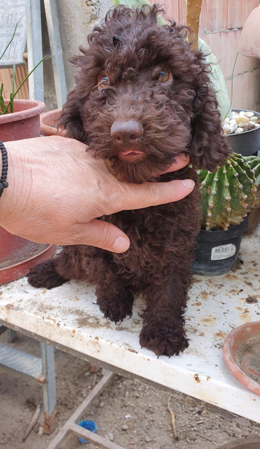 pudel cioco