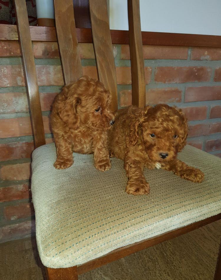 Pudel/Caniche Pitic