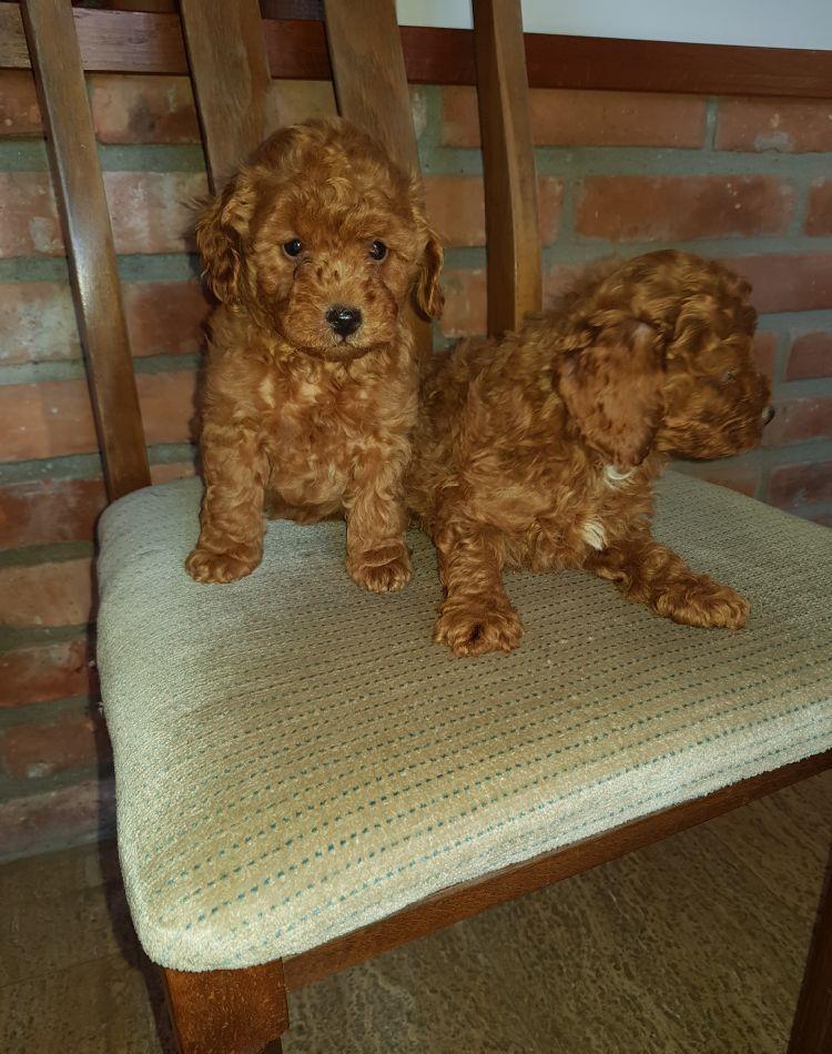 Pudel/Caniche Pitic