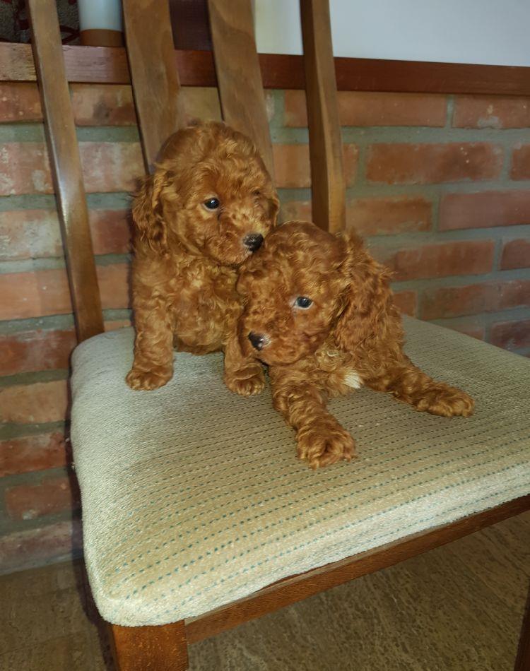 Pudel/Caniche Pitic