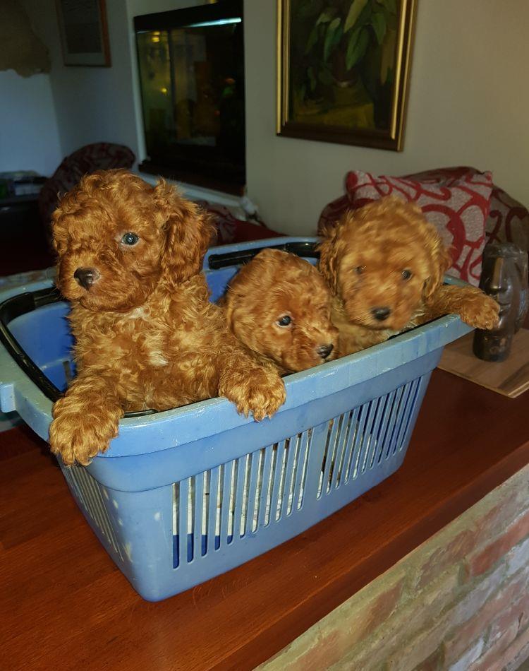 Pudel/Caniche Pitic