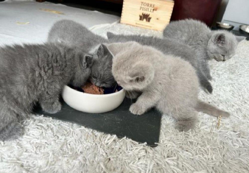 Pufoneii din rasa british blue