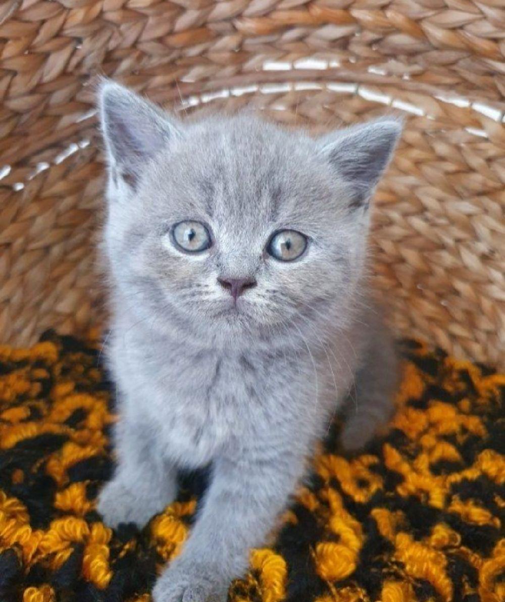 Pufoneii din rasa british blue