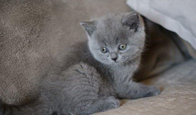 Pufosenii de british shorthair