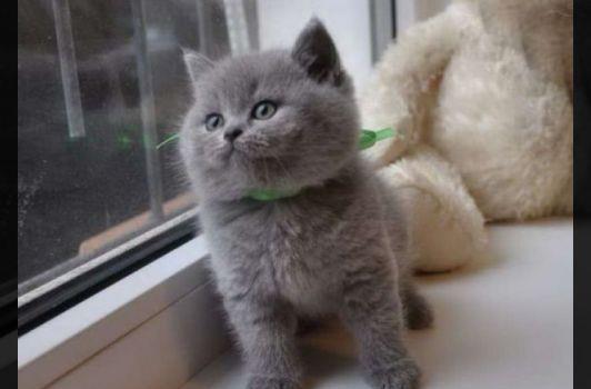 Pufosenii de british shorthair