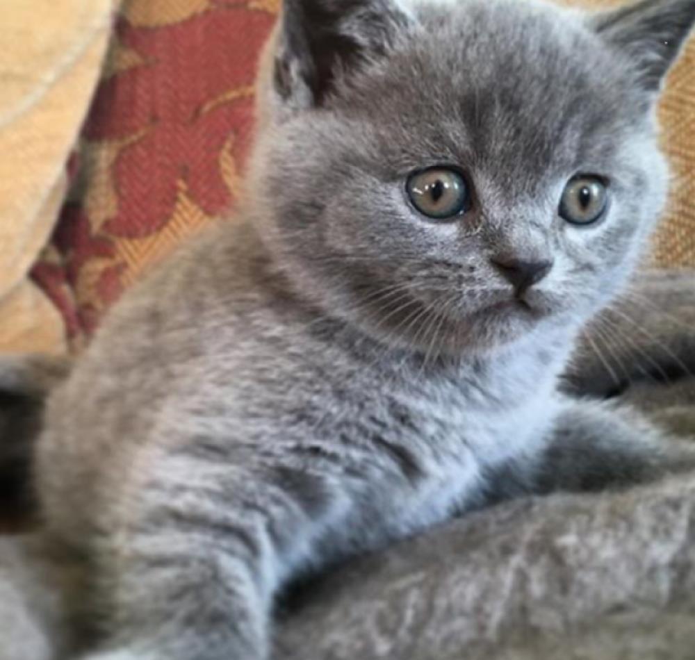 Pufosenii de british shorthair