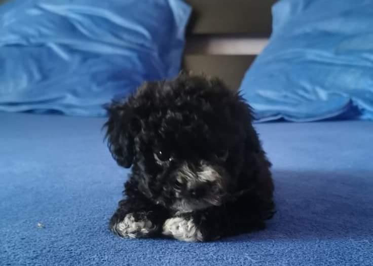 Pufosenii de vânzare. mama bichon maltez tatal bichon toy 2 fetite 2 baieti
