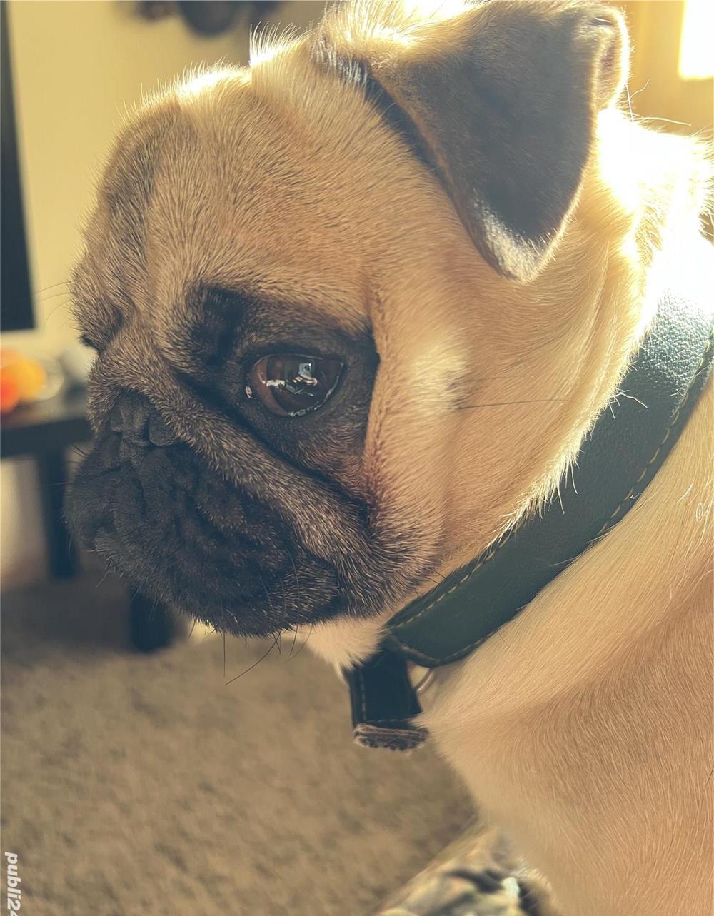 Pug mascul caut parteneră pt împerechere
