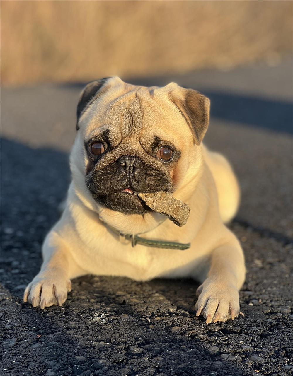 Pug mascul caut parteneră pt împerechere