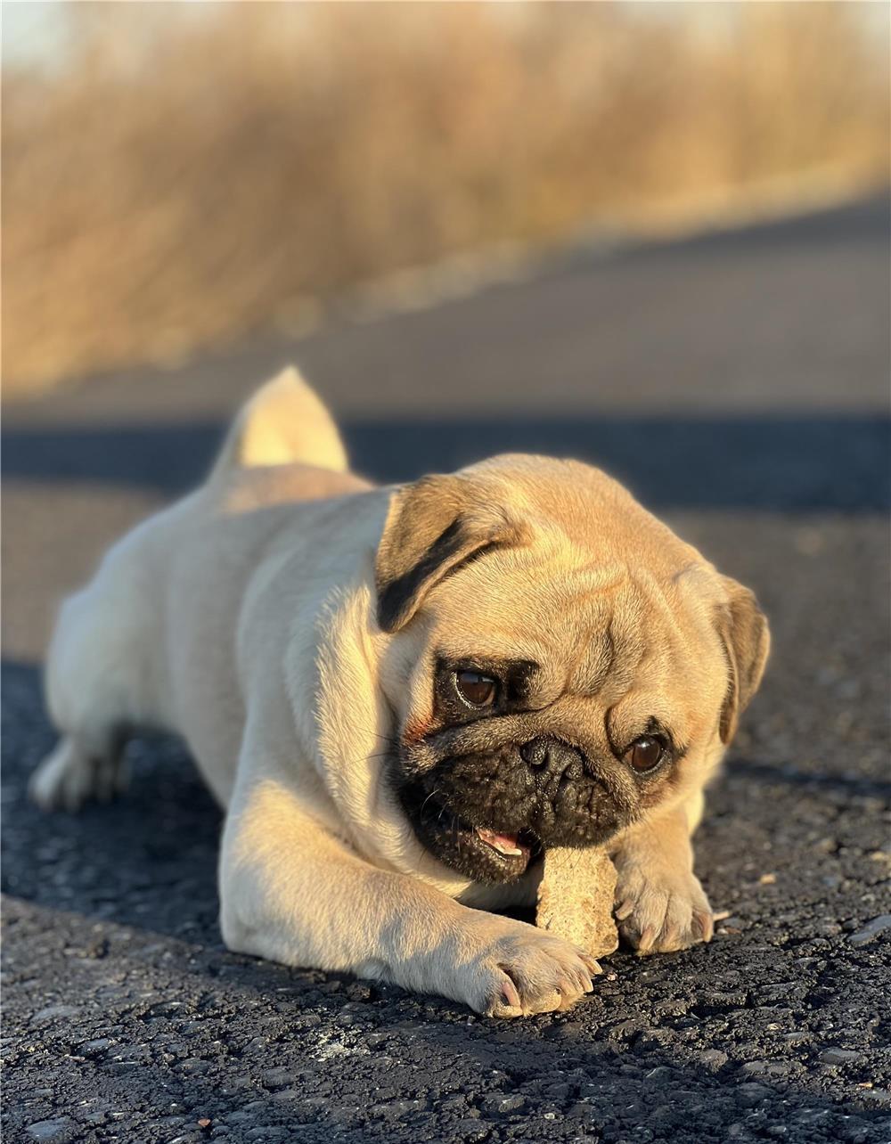 Pug mascul caut parteneră pt împerechere