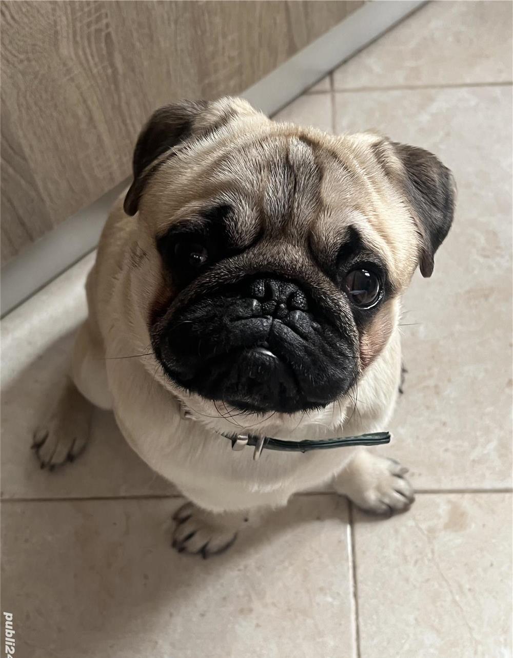 Pug mascul caut parteneră pt împerechere