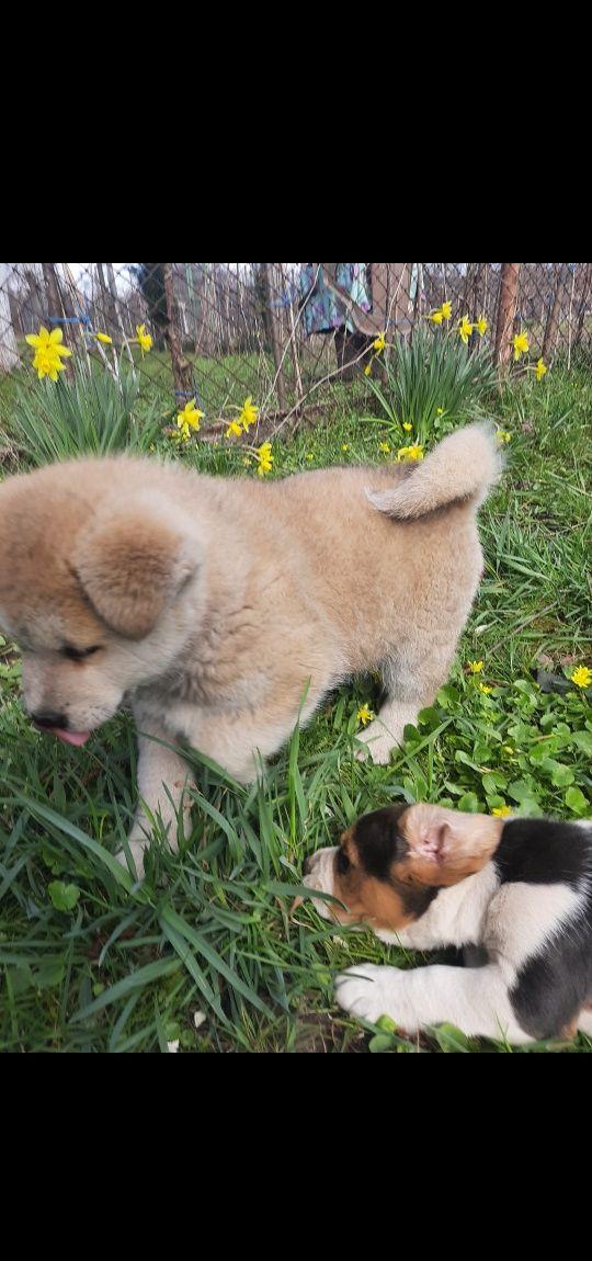 Pui Akita Inu exemplar superb
