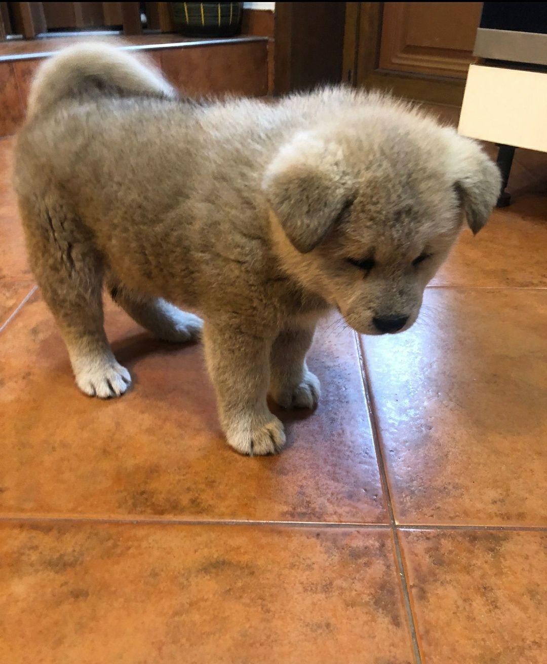 Pui Akita Inu exemplar superb