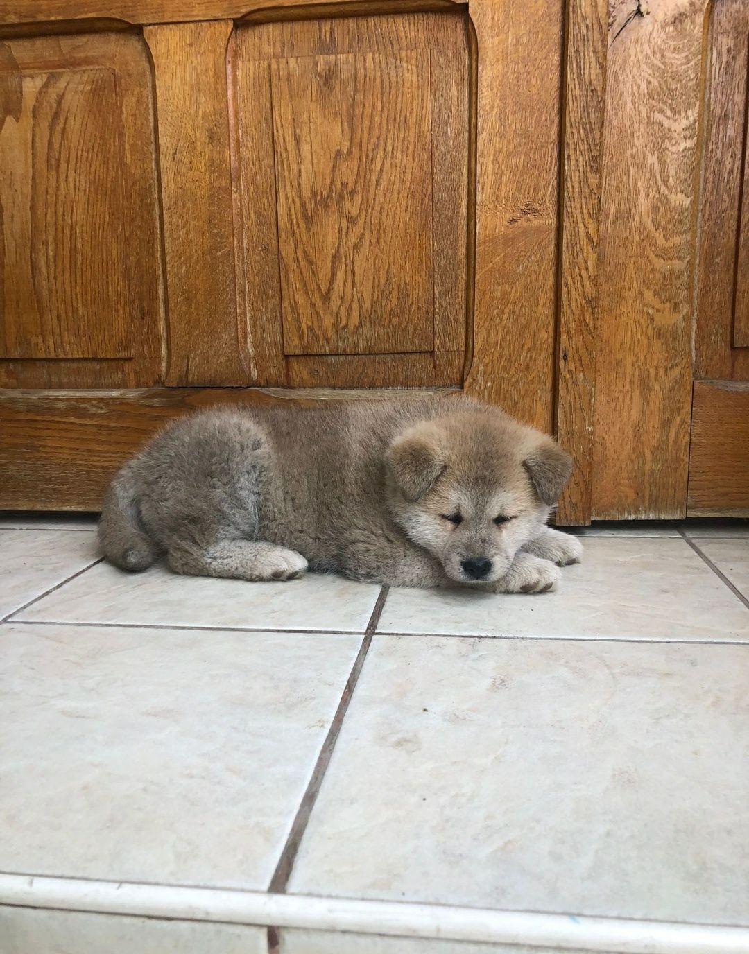 Pui Akita Inu exemplar superb