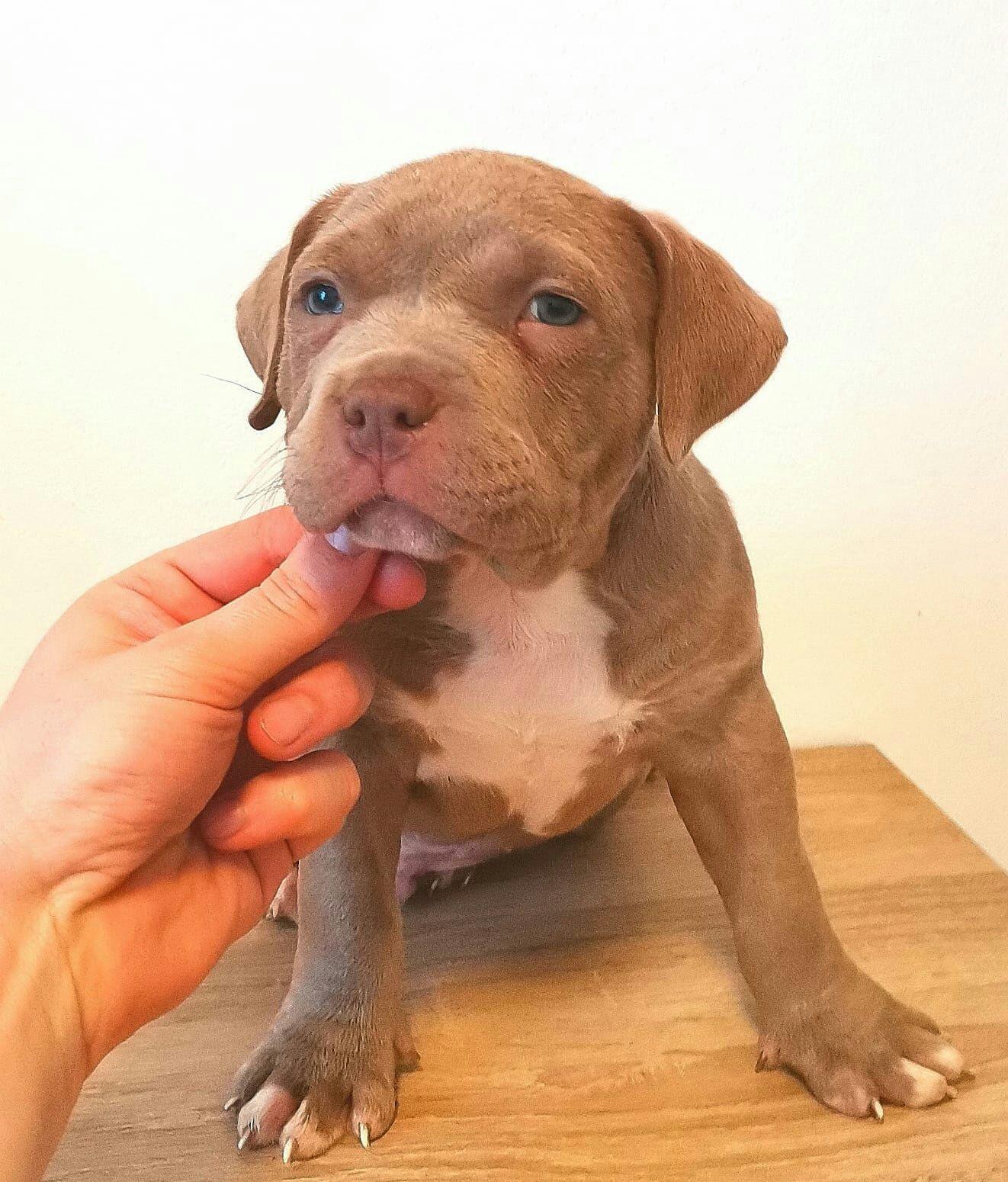 Pui American Bully , asigur transport in tara sau strainatate.
