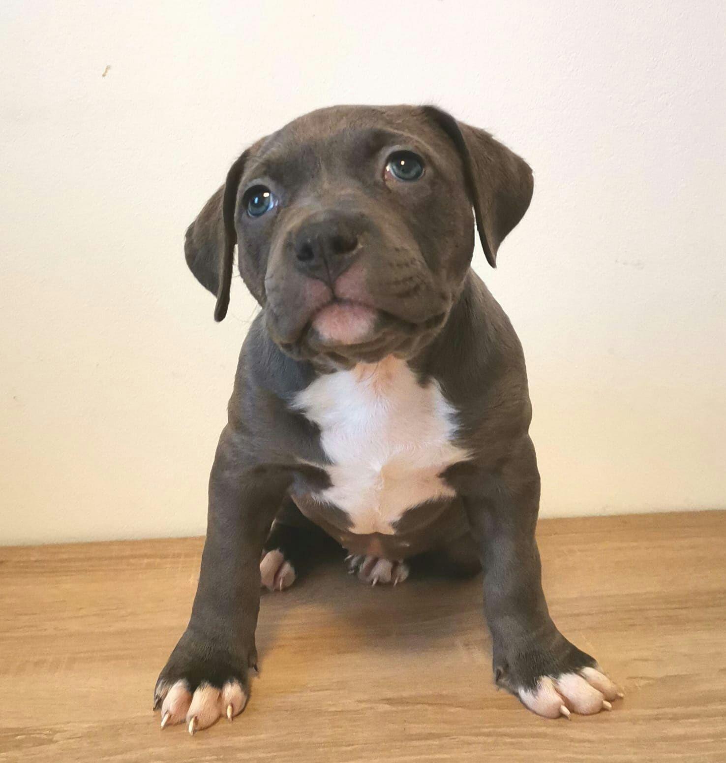 Pui American Bully , asigur transport in tara sau strainatate.