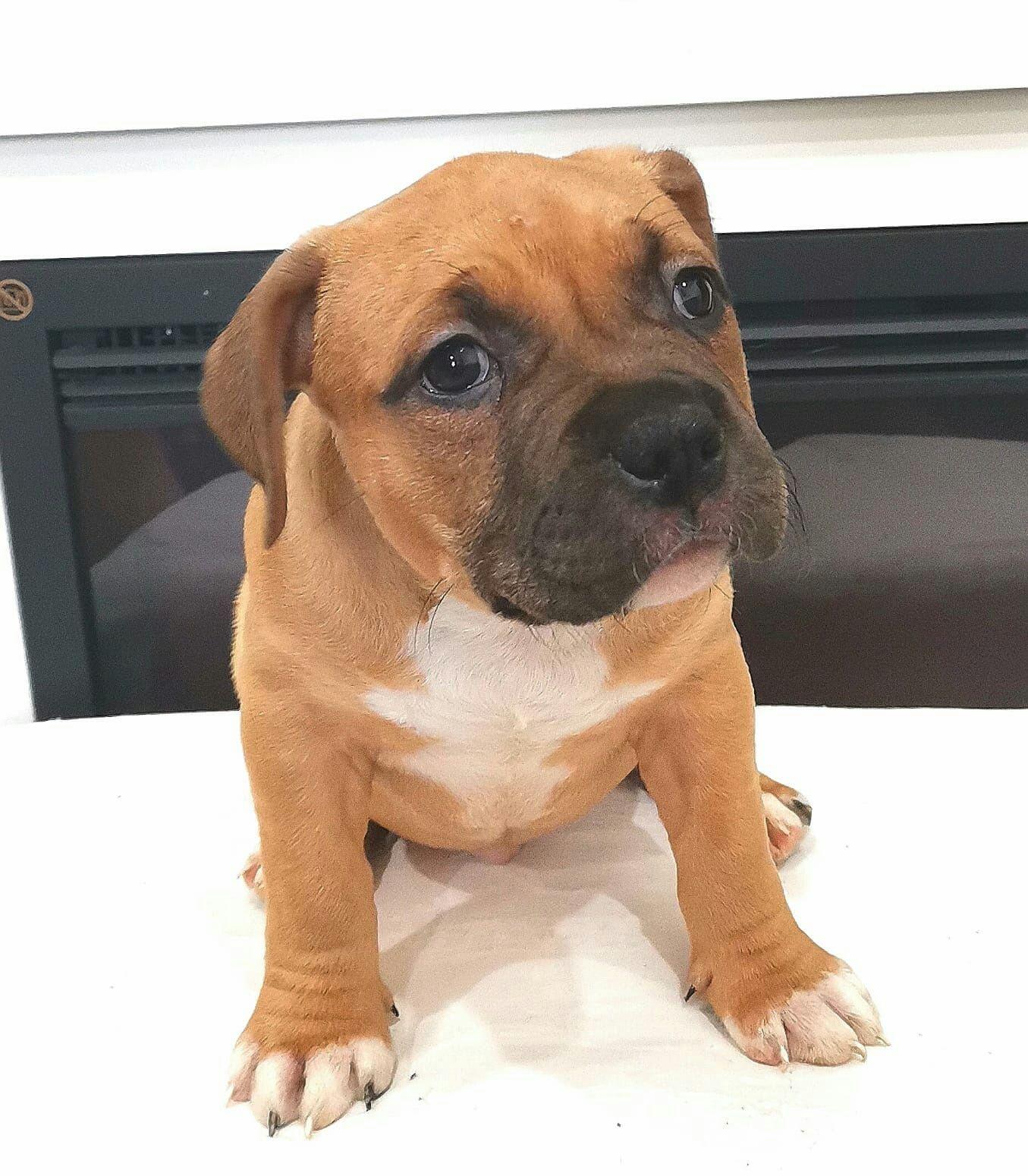 Pui American Bully , asigur transport in tara sau strainatate.