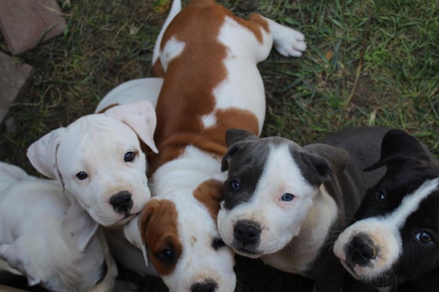 Pui amstaff