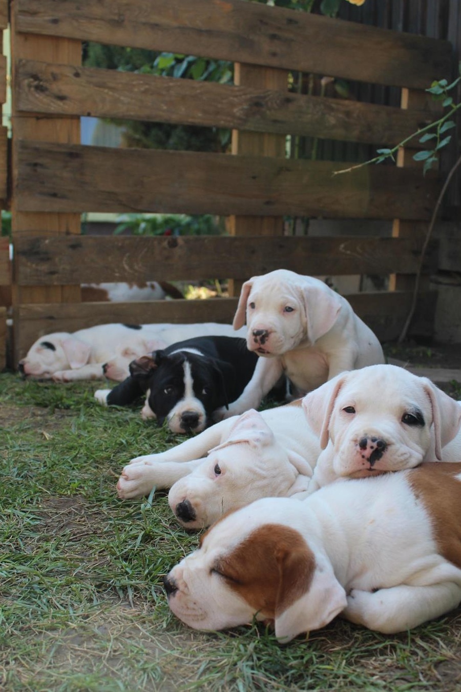 Pui amstaff