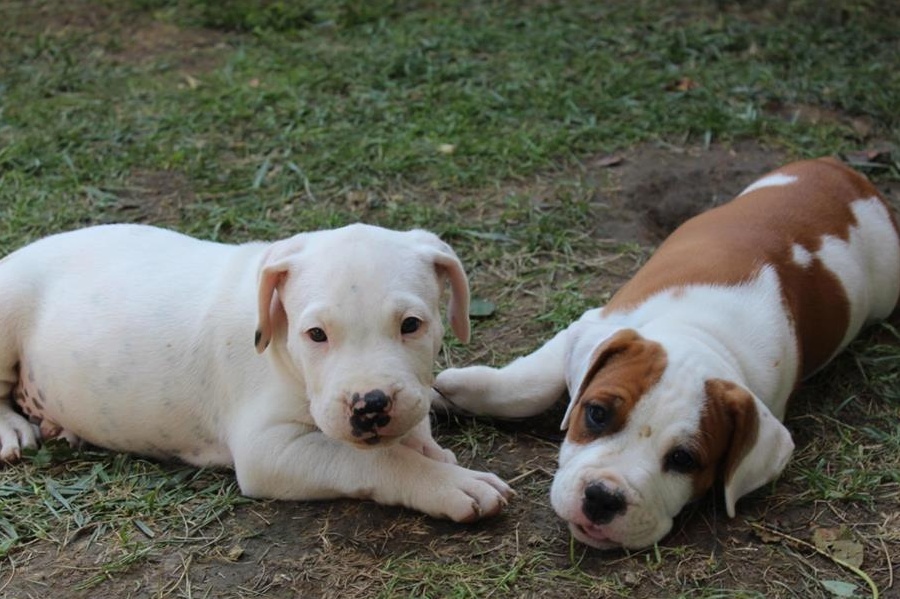 Pui amstaff