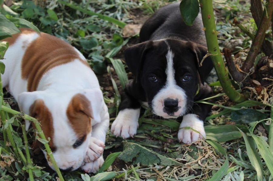 Pui amstaff