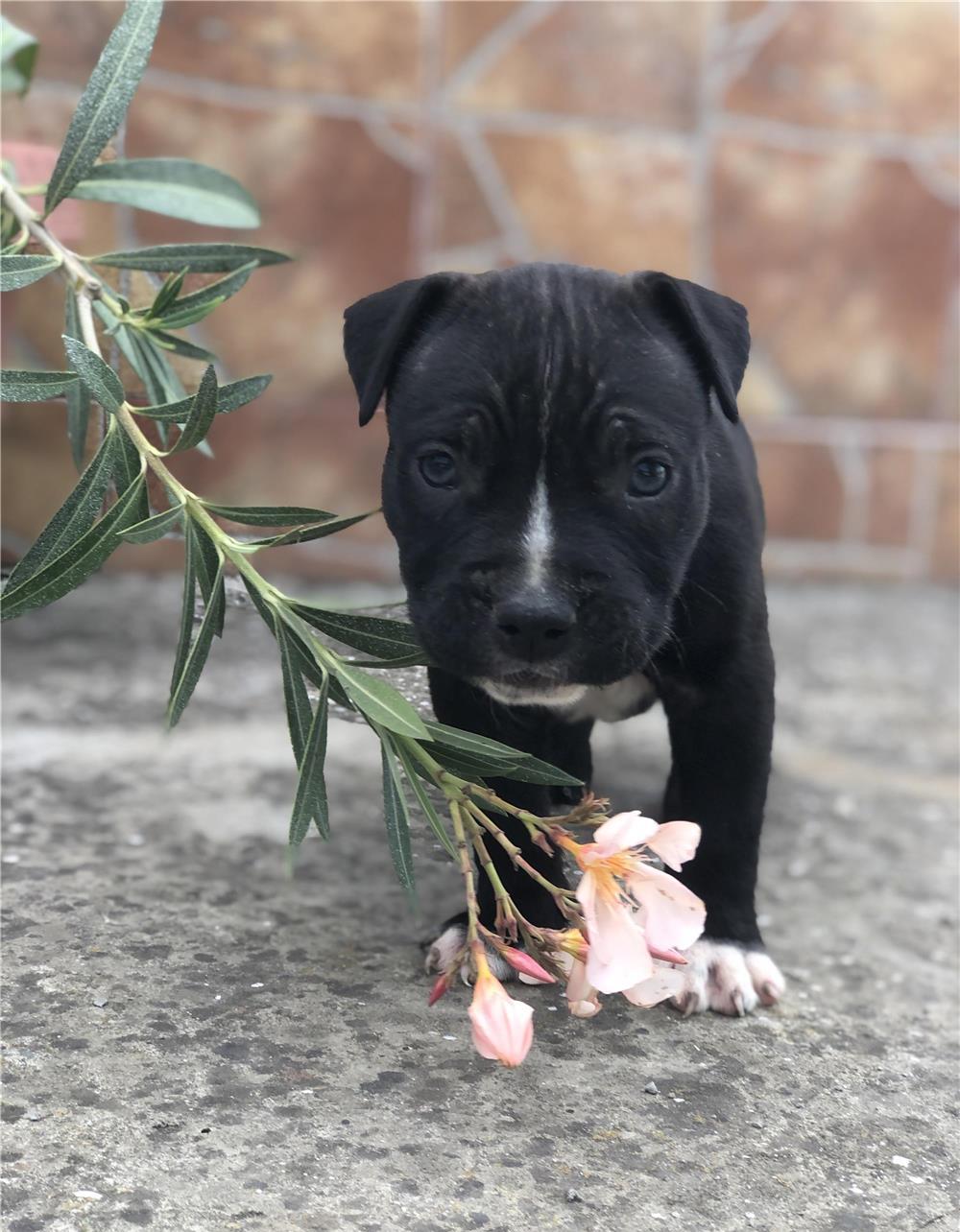Pui amstaff de vânzare