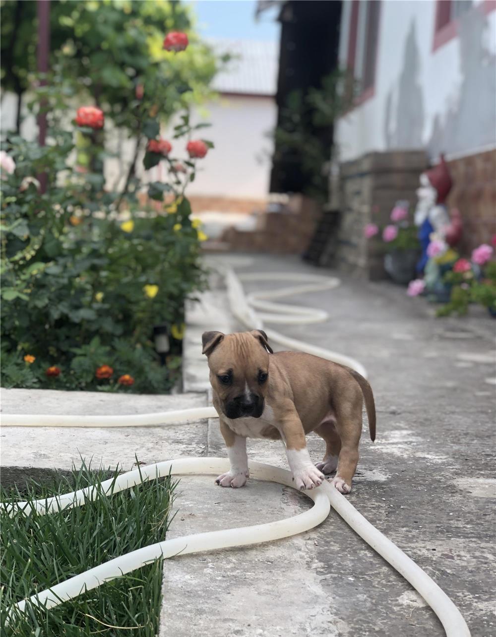 Pui amstaff de vânzare