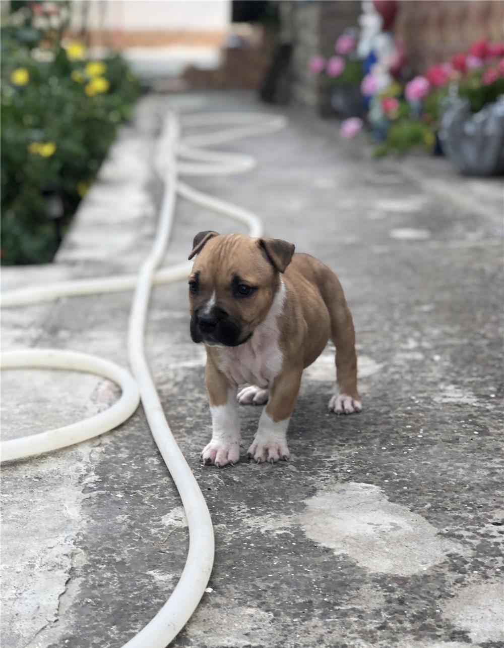 Pui amstaff de vânzare