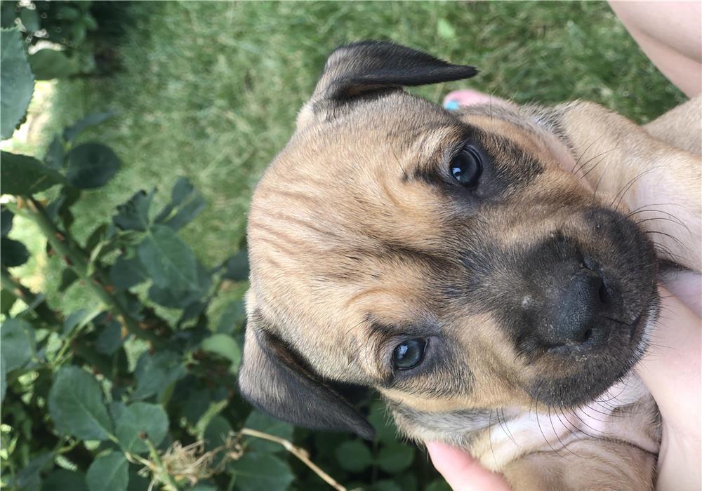 Pui amstaff de vânzare