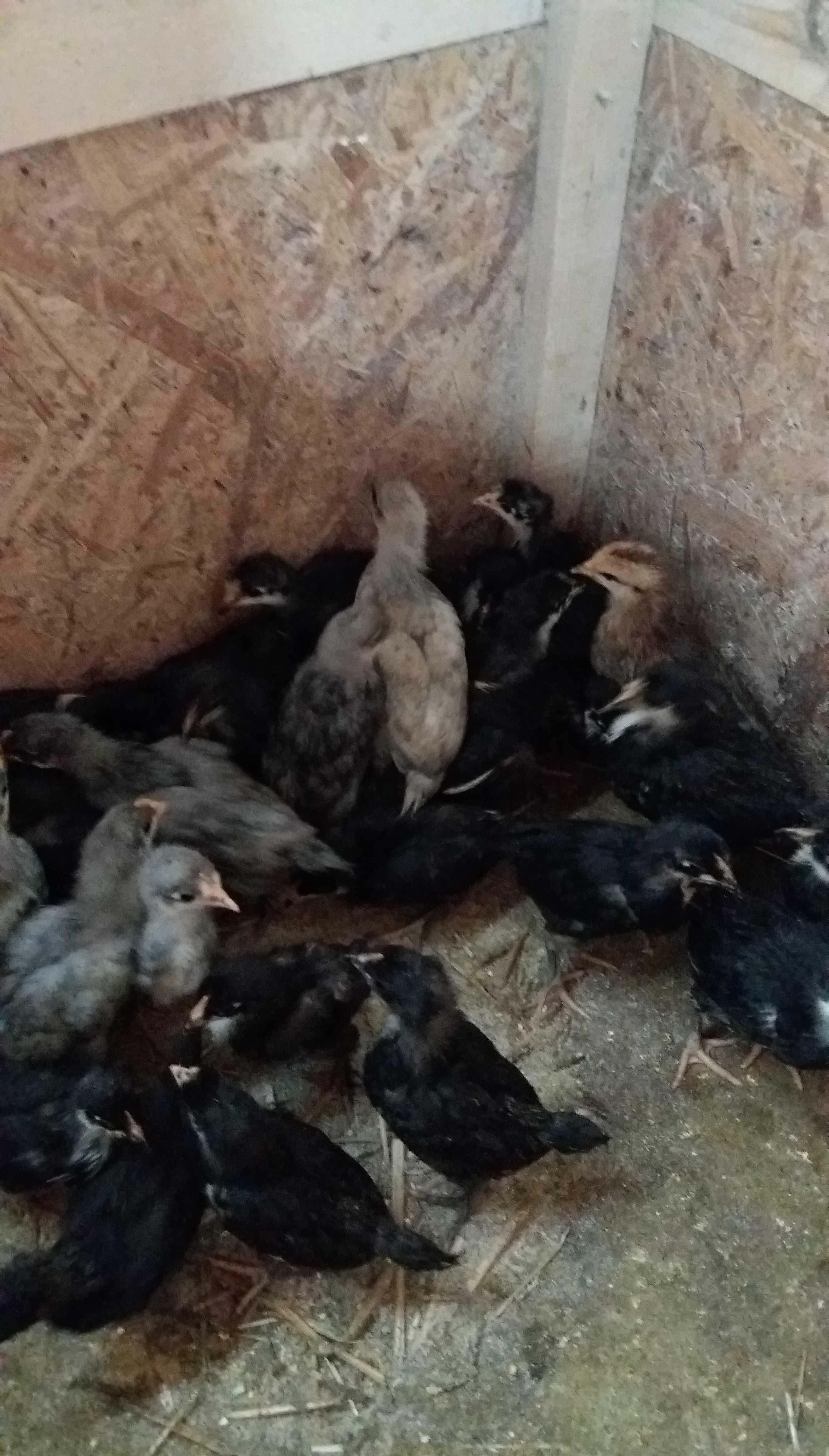 Pui Australorp 4 saptamani