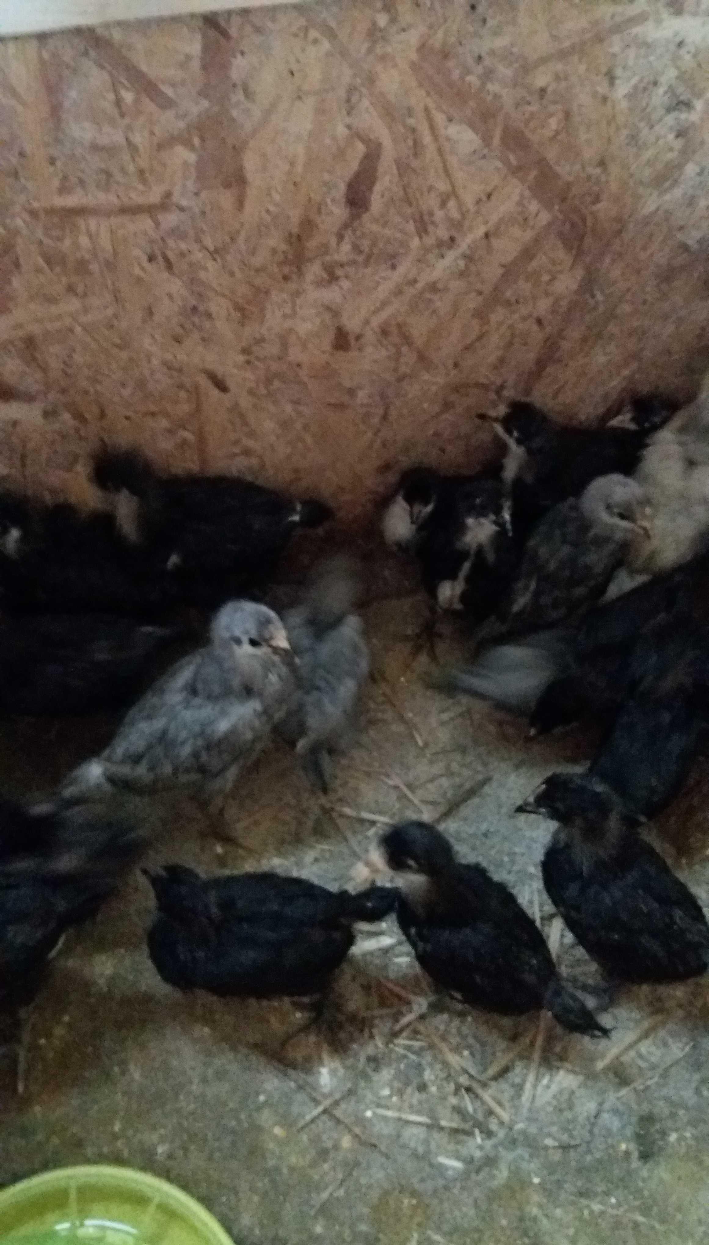 Pui Australorp 4 saptamani