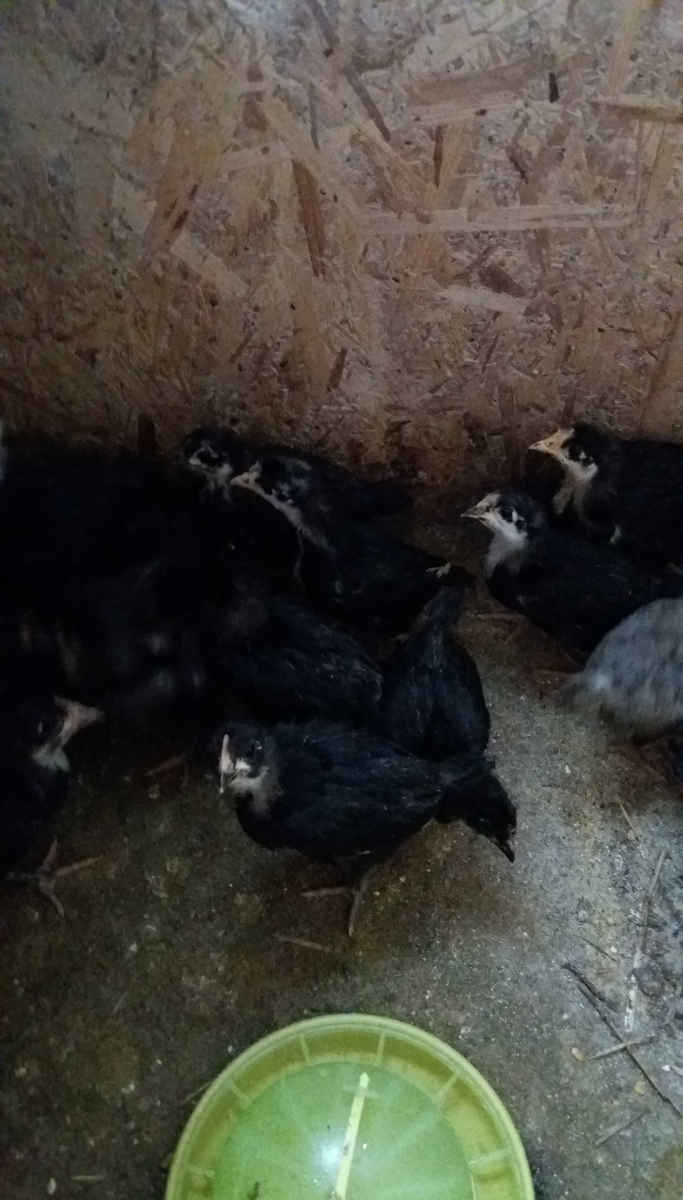 Pui Australorp 4 saptamani