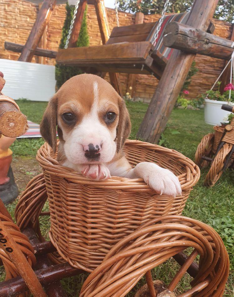 Pui beagle