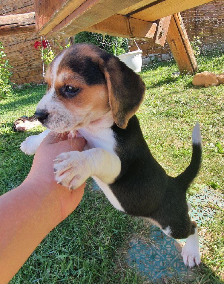 Pui beagle