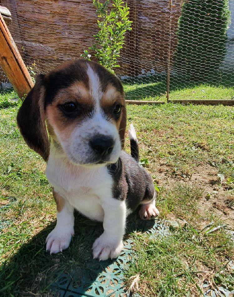Pui beagle