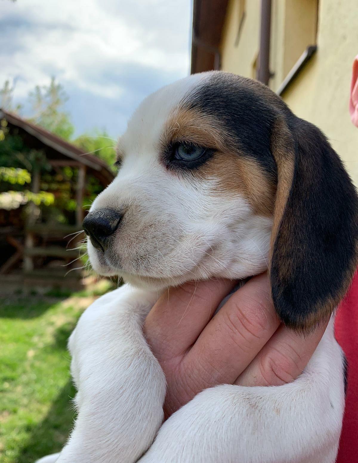 Pui Beagle. Catei foarte frumoși și iubitori