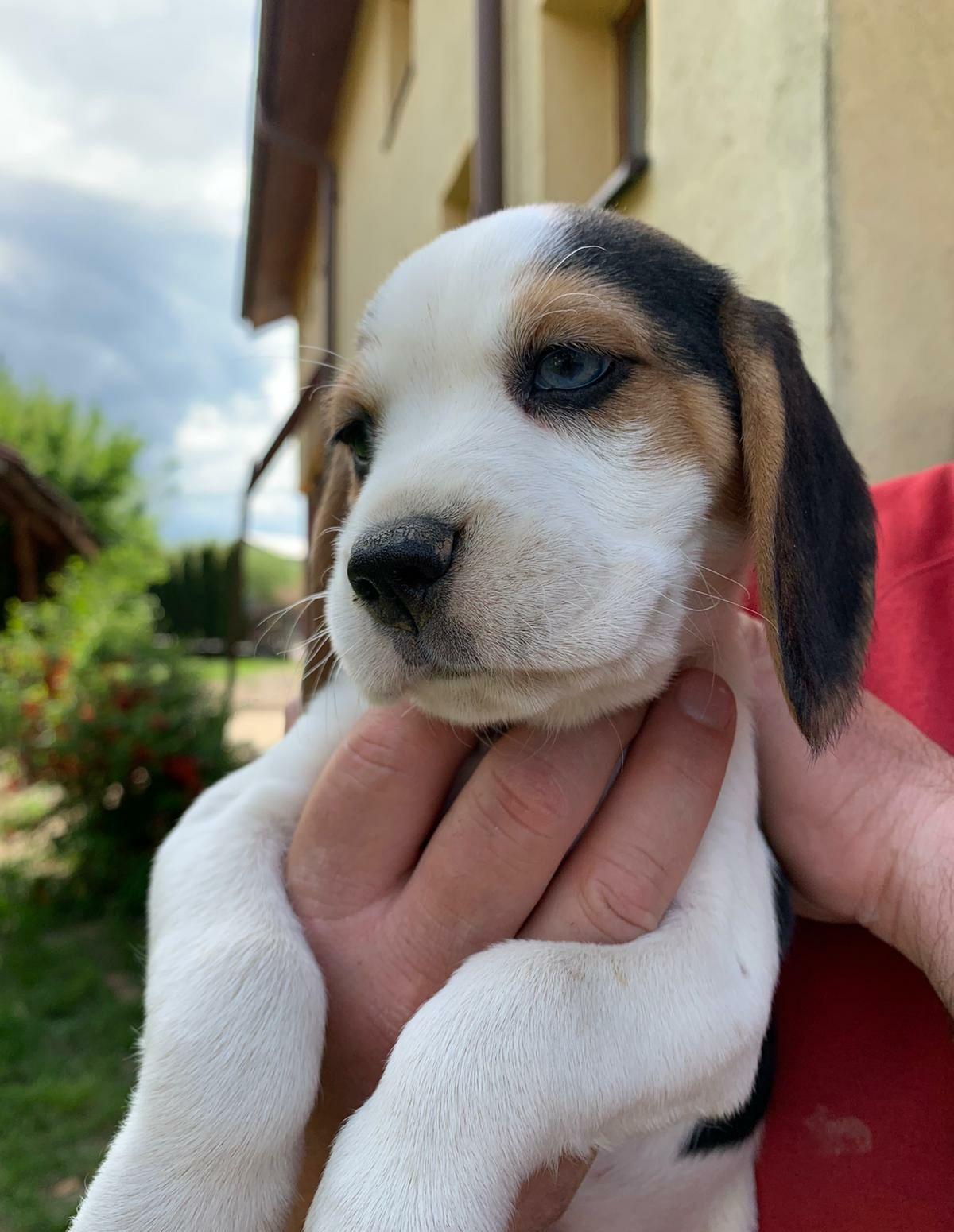 Pui Beagle. Catei foarte frumoși și iubitori