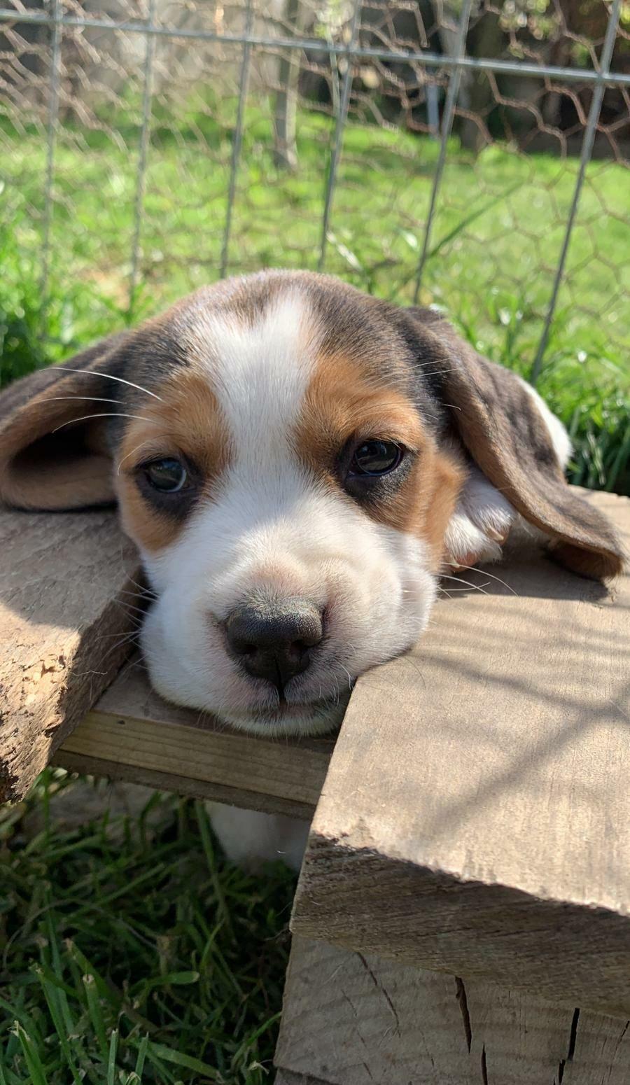 Pui Beagle. Catei foarte frumoși și iubitori