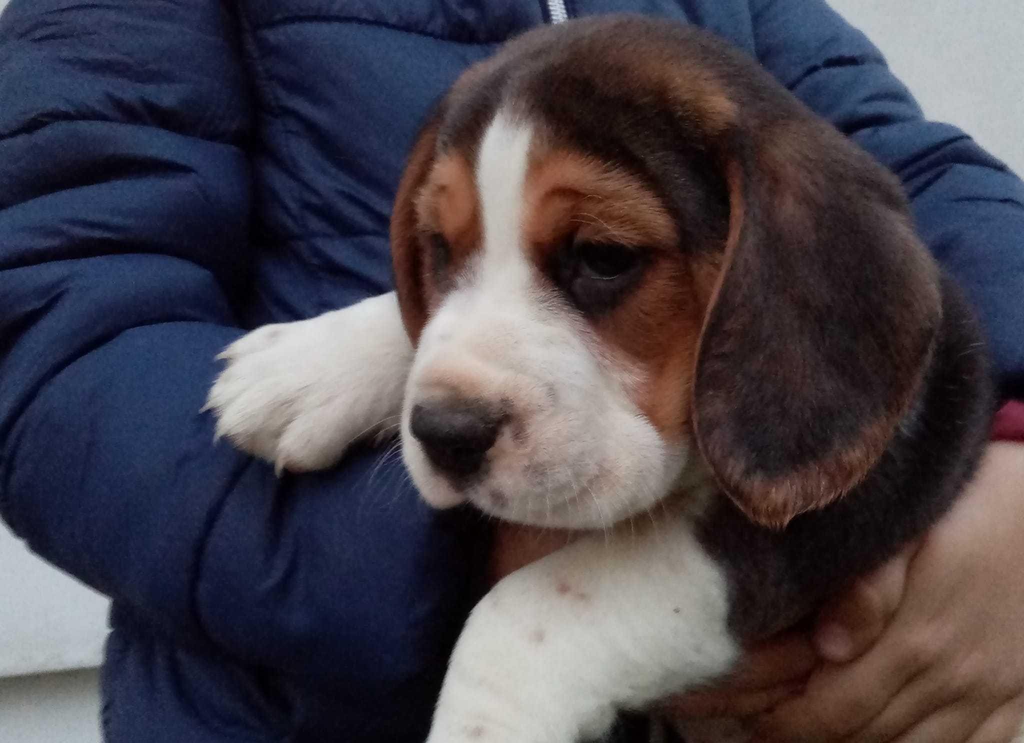 Pui Beagle de talie mijlocie