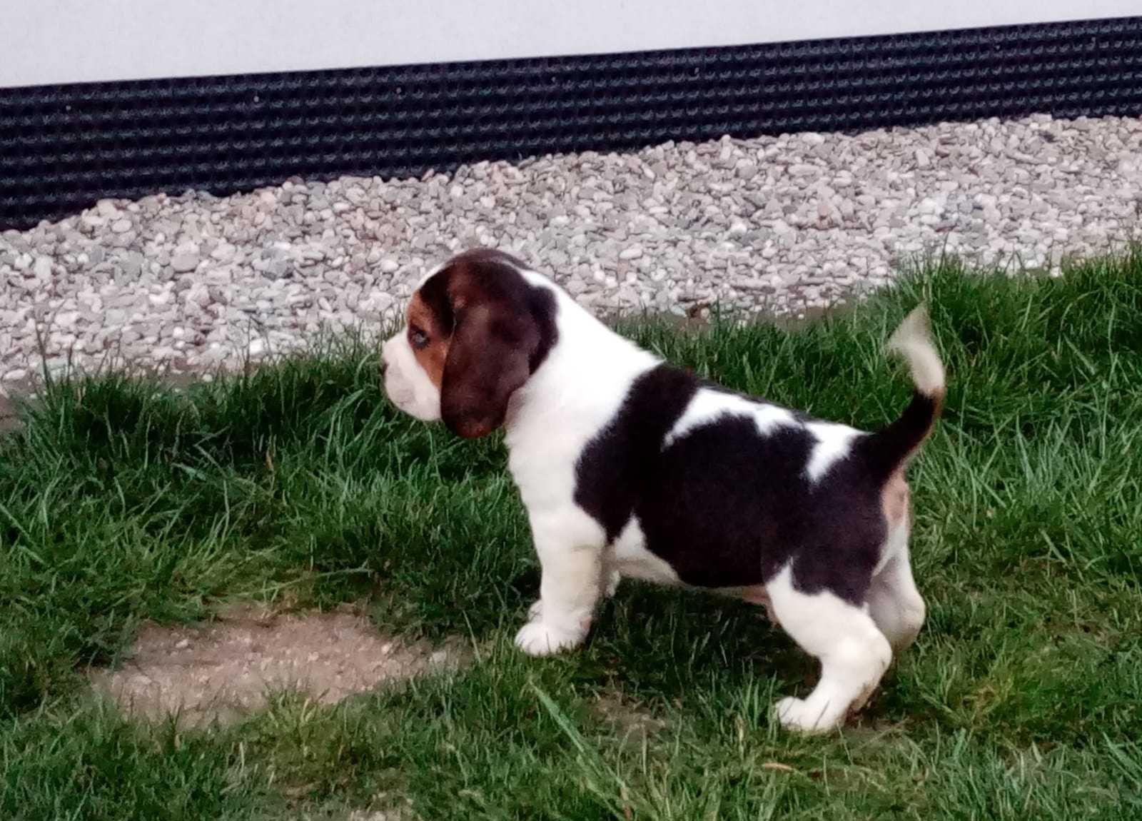 Pui Beagle de talie mijlocie
