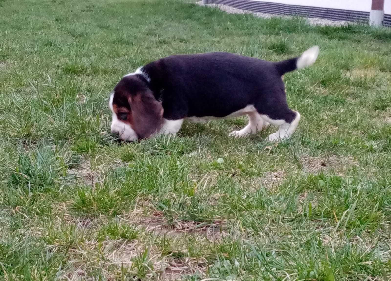 Pui Beagle de talie mijlocie