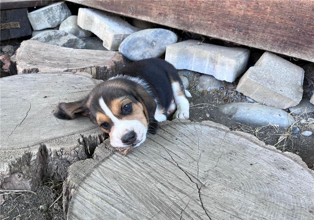 Pui Beagle femelă, 2 luni