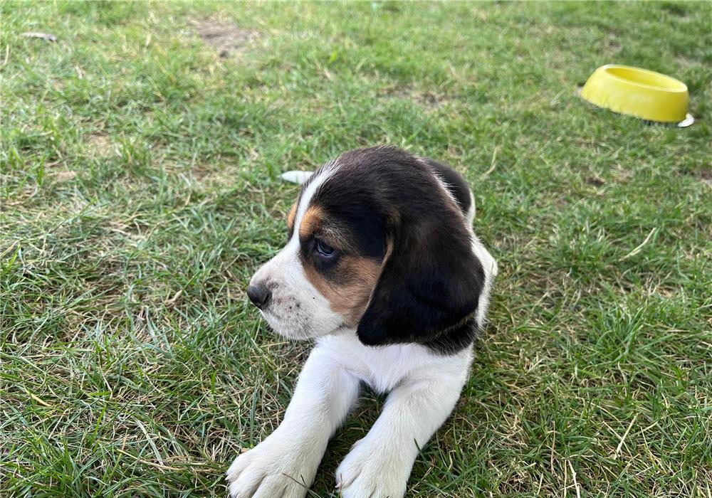 Pui Beagle femelă, 2 luni