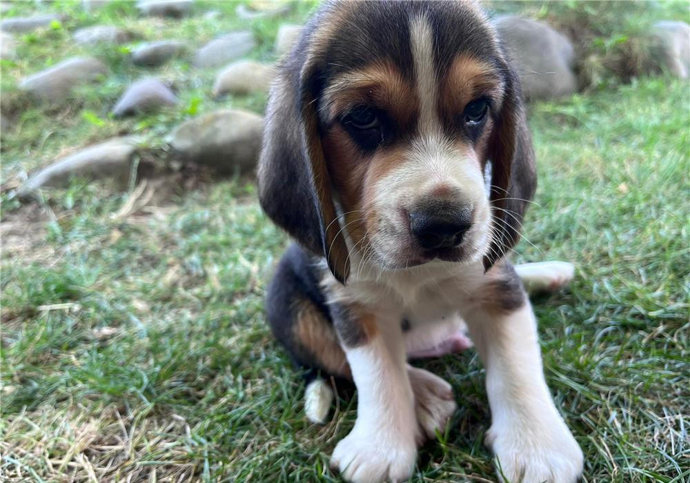 Pui Beagle femelă, 2 luni