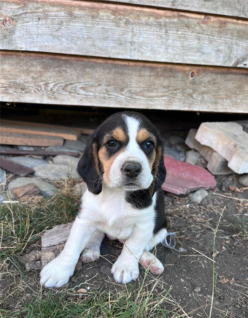 Pui Beagle femelă, 2 luni
