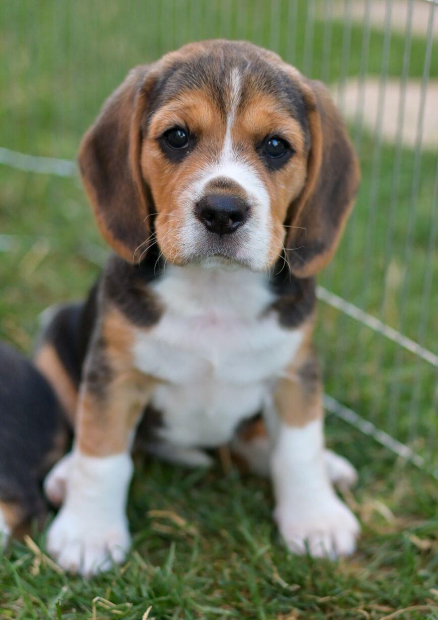 Pui beagle tricolor