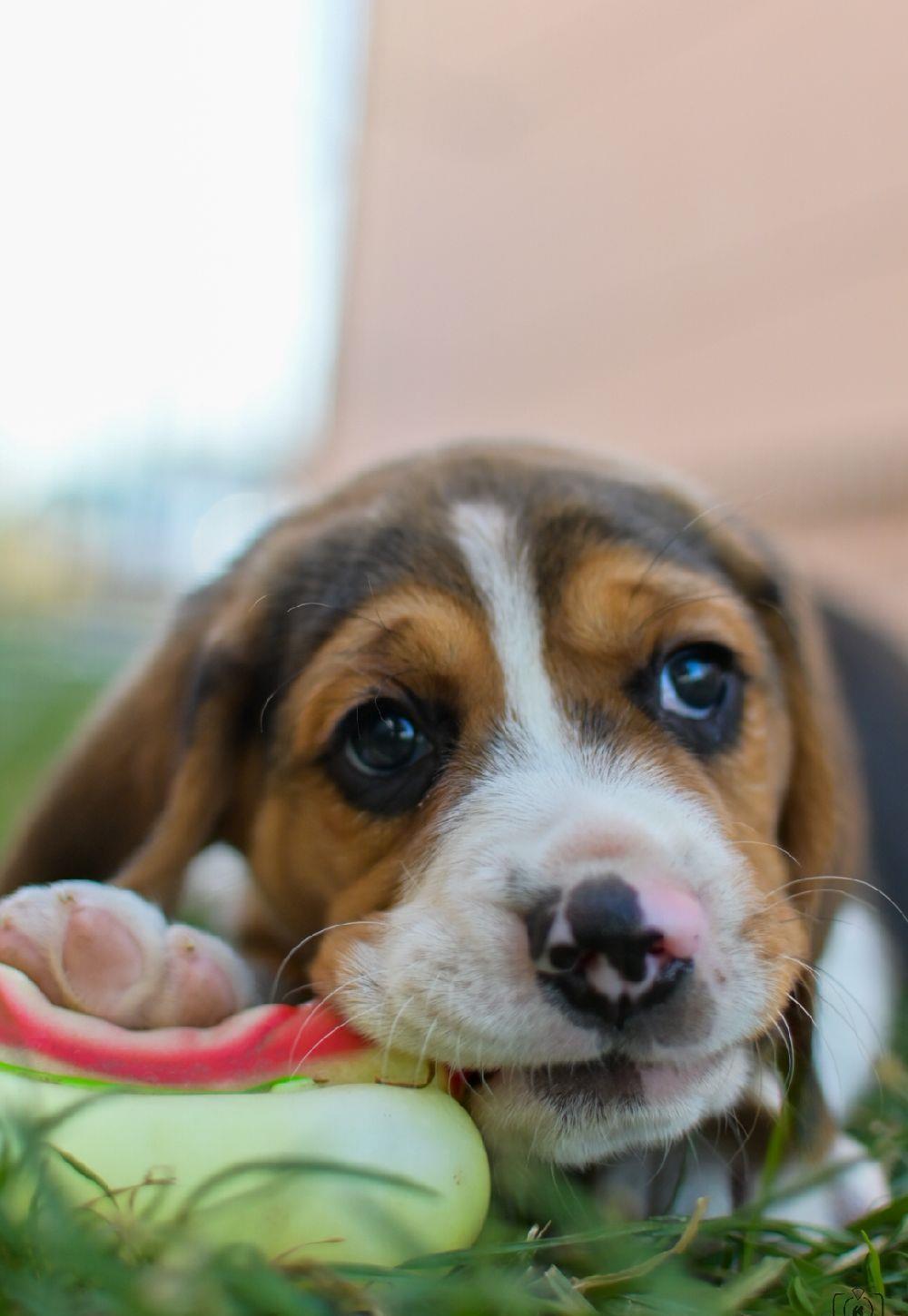 Pui beagle tricolor