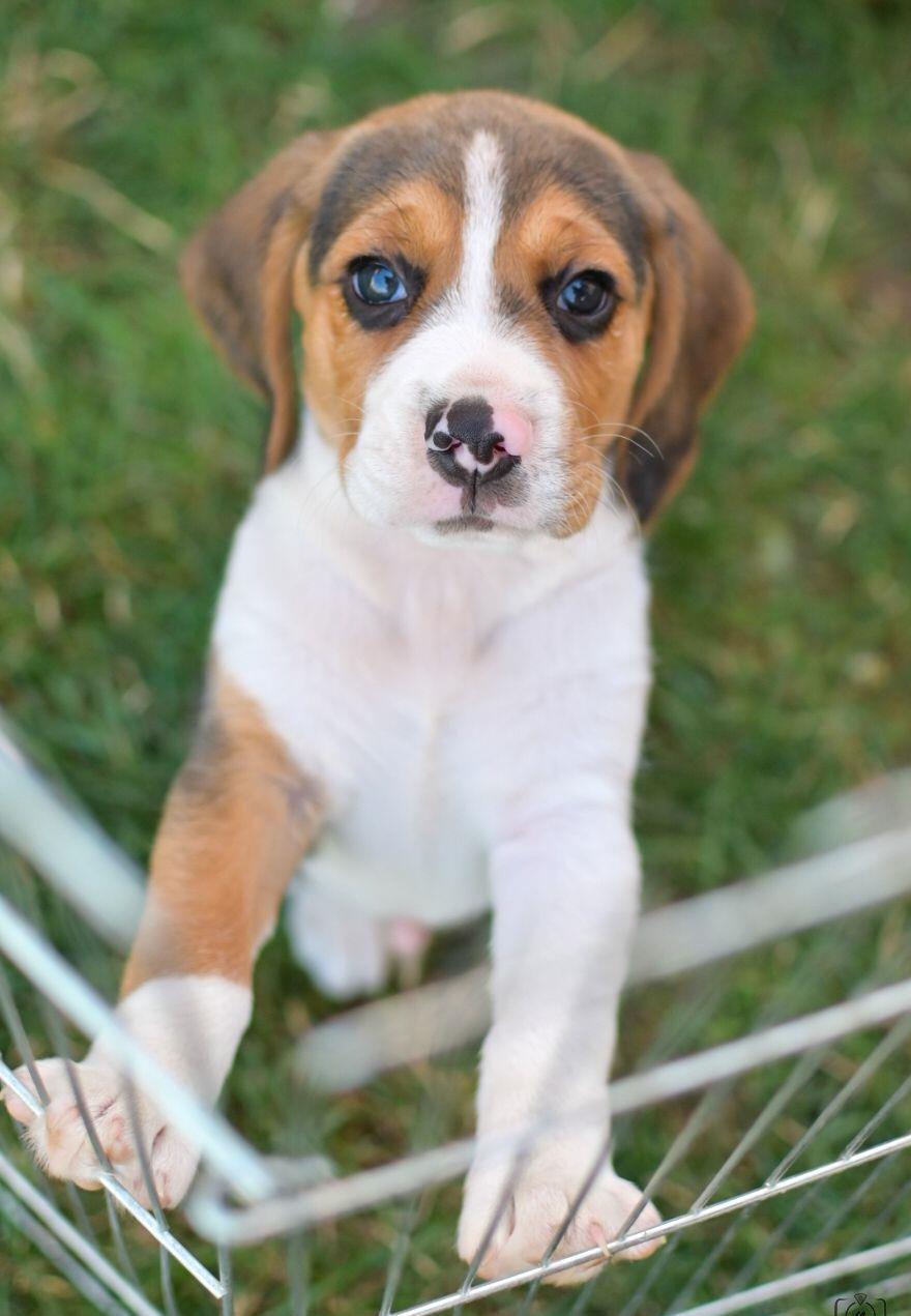 Pui beagle tricolor